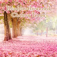 Double-flowered Cheery Trees Apk