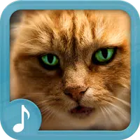 Meowing Cat Sounds Ringtones Apk