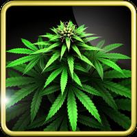 My Ganja Plant Live Wallpaper Apk