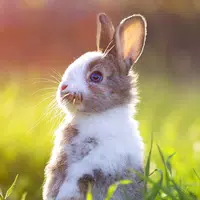 The Rabbit Apk