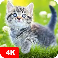 Cat Wallpapers & Cute Kittens Apk