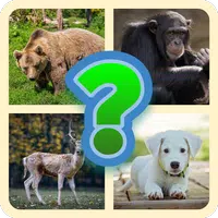 Guess The Animal - Quiz Game Apk